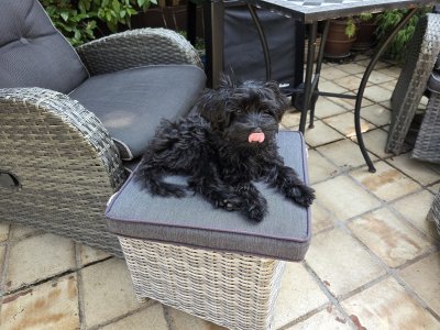 2026-08-16 Alfie 01.jpg